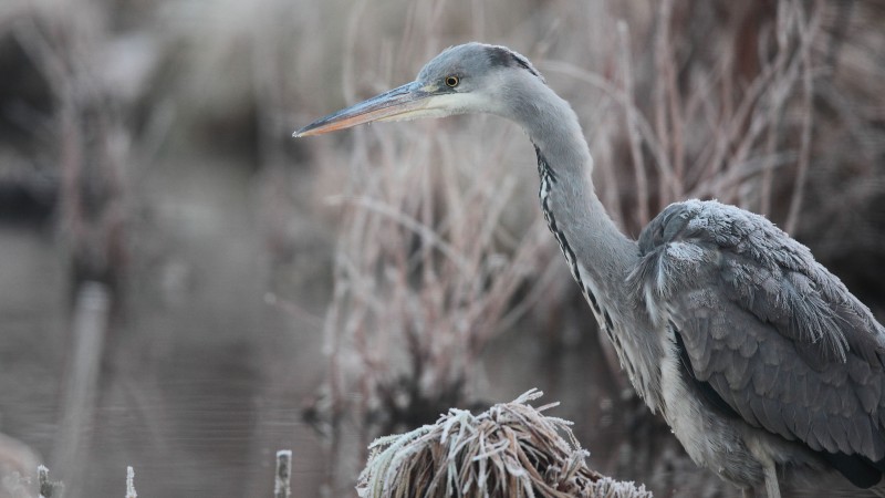 Bird, 5k, 4k wallpaper, Hungary, Eastern Europe, grey, heron, pond, frost, Wildlife (horizontal)