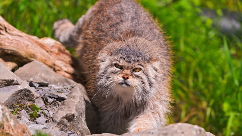 Pallas cat, wild cat, walk, green grass, stones, fluffy, sunny day (horizontal)