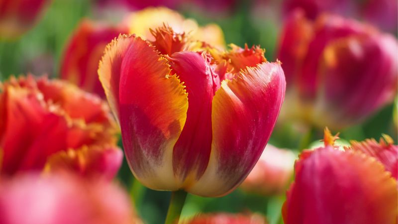 Tulips, flowers, 4k, 5k, android wallpaper, red, green (horizontal)