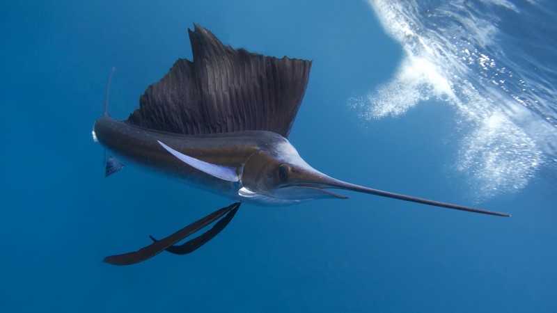 Pacific sailfish, Thailand, Indian ocean, Pacific ocean, tropical regions, diving, tourism, blue sea, fish, diving, tourism, World's best diving sites (horizontal)