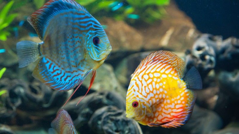 Discus, exotic, aquarium, fish, close up, water, blue, orange, World's best diving sites (horizontal)