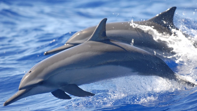 Spinner dolphin, 5k, 4k wallpaper, Hamata, Egypt, Red Sea, water, fish, tourism, World's best diving sites (horizontal)