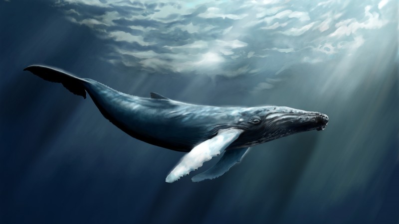 Whale, sea, ocean, water, underwater, diving, art, rays, World's best diving sites (horizontal)