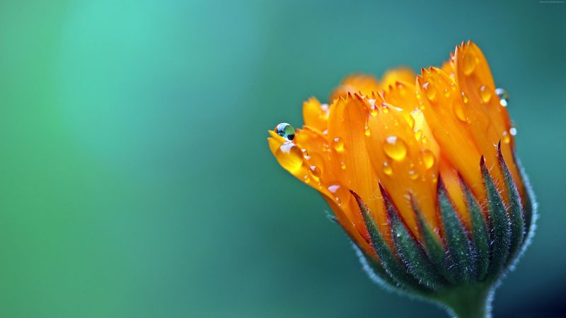 Сalendula Marigold, 5k, 4k wallpaper, Flower, drop, macro (horizontal)