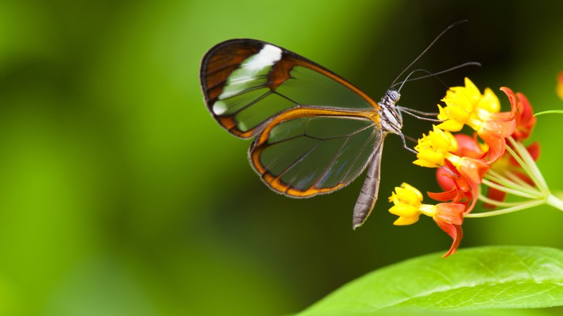 Butterfly, 5k, 4k wallpaper, insects, flowers, green, Glass, nature, garden (horizontal)