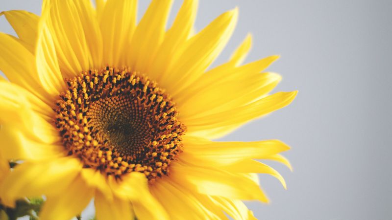 sunflower, 5k, 4k wallpaper, yellow (horizontal)