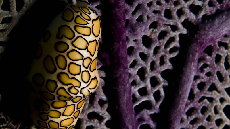 Flamingo Tongue Snail, Roatan, Marine Park, Honduras, Coral Polyps, underwater, diving, water, aquarium, purple, yellow, World's best diving sites (horizontal)