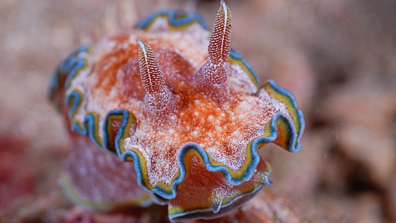 Nudibranch, Deep sea corals, Alona beach, Panglao, Philippines, Coral, marine life, diving, sea, tourism, World's best diving sites (horizontal)