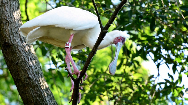 Bird, Dina's City, tourism, zoo, tree, green, white, nature (horizontal)