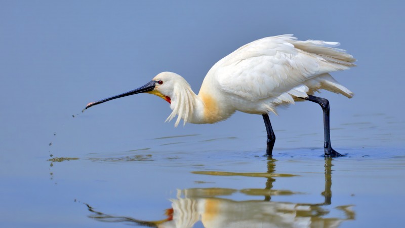 Eurasian spoonbill, 5k, 4k wallpaper, Japan, North Africa, bird, white, animal, nature, water, lake, reflection (horizontal)