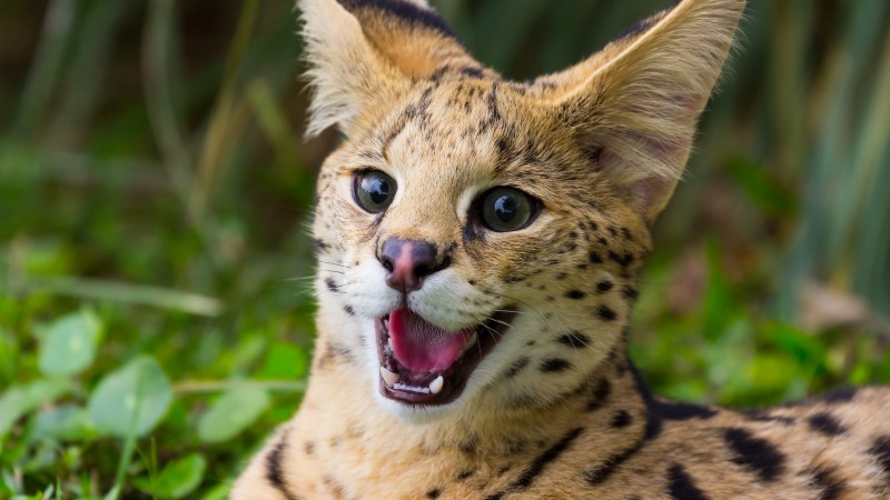 Geoffroy's, Felis geoffroyi, cat, nature, animal, teeth, wild, green (horizontal)