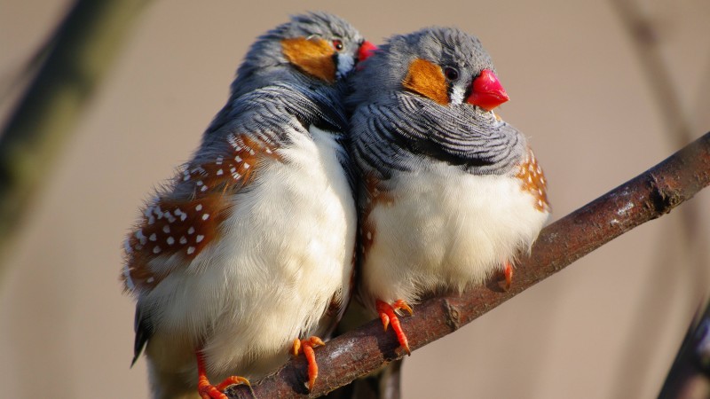 zebra finch, 5k, 4k wallpaper, Indonesia, East Timor, bird, animal, nature, branch, tourism, white, blue (horizontal)