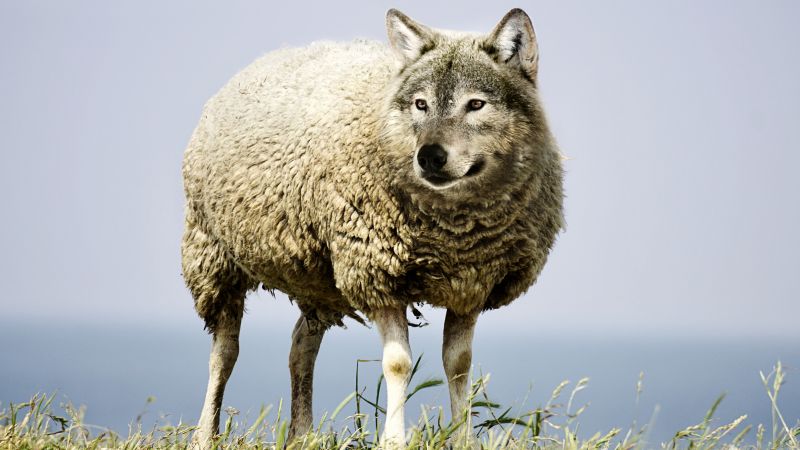 wolf in sheep's clothin, wolf, sheep, 5k (horizontal)