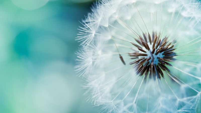 dandelion, flower, 4k (horizontal)