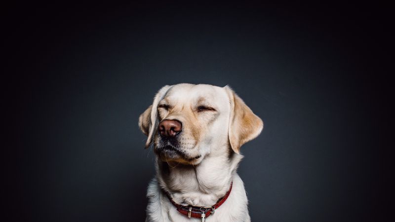 Labrador, dog, funny animals, cute animals, 4k (horizontal)