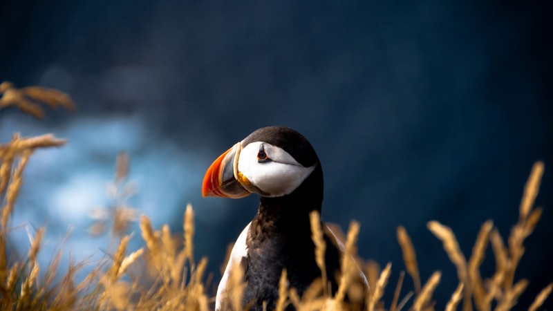 Atlantic puffin, 5k, 4k wallpaper, Atlantic Ocean, British Isles, bird, colorful, nature, animal (horizontal)