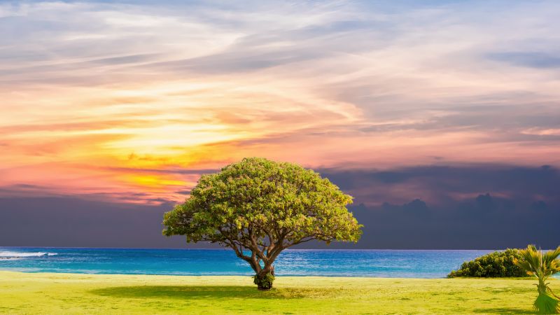 tree, nature, ocean, landscape, 5k (horizontal)