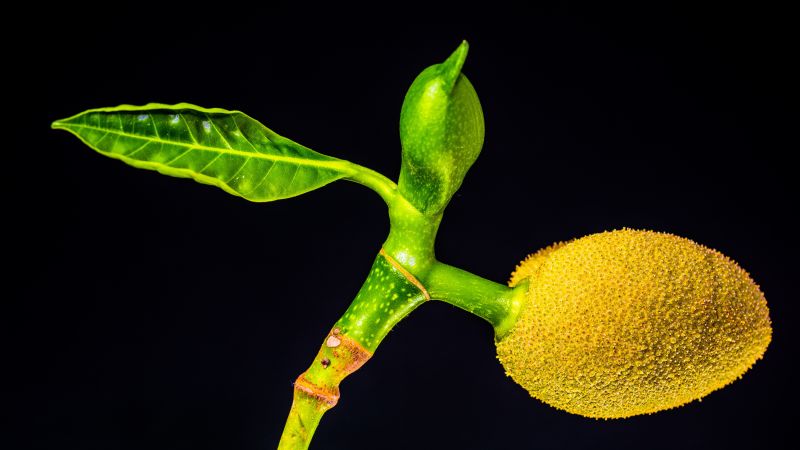 jackfruit, 5k (horizontal)