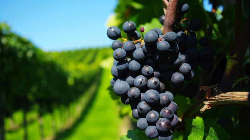 grapes, 4k (horizontal)