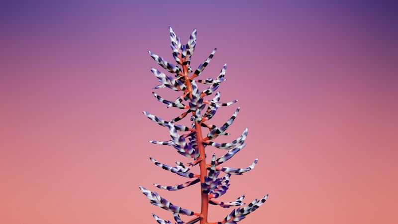 iPhone X wallpapers, iPhone 8, flower, iOS11, retina, 4k, HD, WWDC 2017 (horizontal)