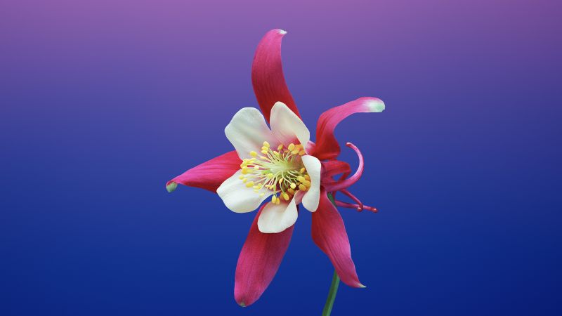 iPhone X wallpapers, iPhone 8, flower, iOS11, retina, 4k, HD, WWDC 2017 (horizontal)