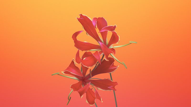 iPhone X wallpapers, iPhone 8, iOS11, flower, retina, 4k, HD, WWDC 2017 (horizontal)