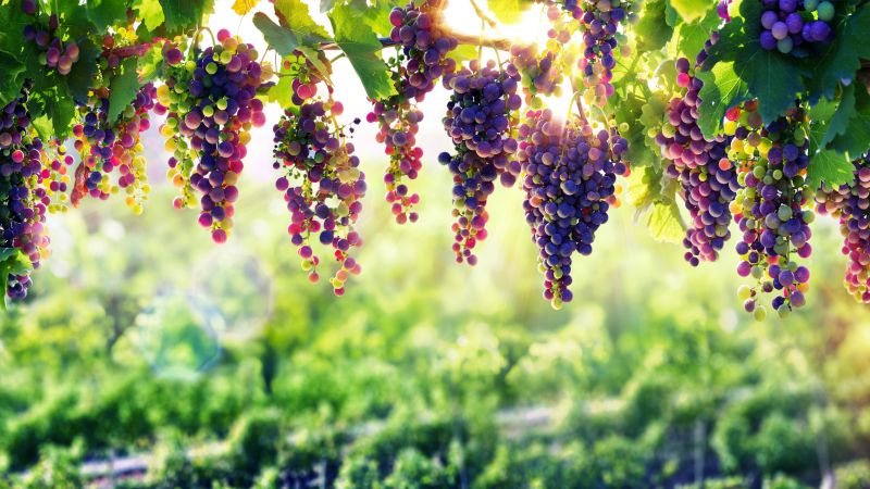 grapes, 8k (horizontal)