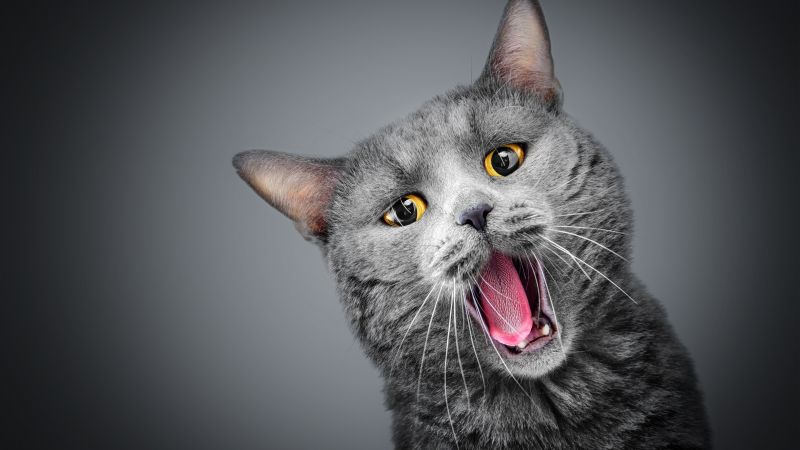 cat, gray, funny animals, 5k (horizontal)