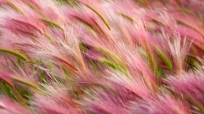 ears, 5k, 4k wallpaper, 8k, wind, pink, wheat, OSX (horizontal)