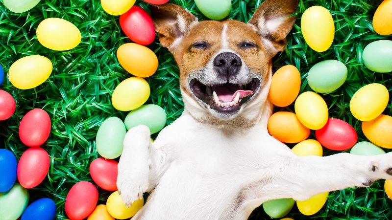 Easter, eggs, dog, 5k (horizontal)