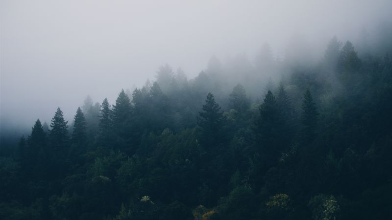 Scandinavia, fog, 4K (horizontal)