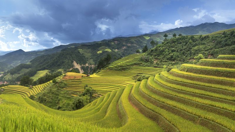 Rice Terrace, China, 5K (horizontal)