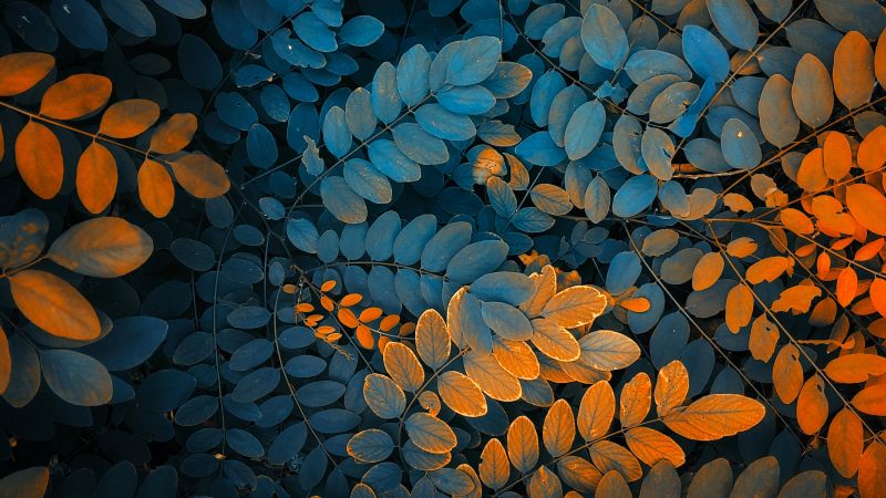 leaves, autumn, 4K (horizontal)