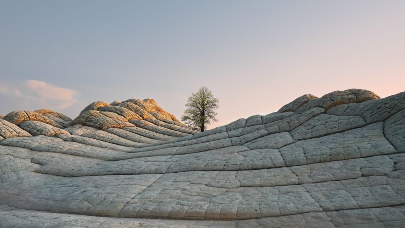 iOS 14.2, Desert, Tree, Day, 4K (horizontal)