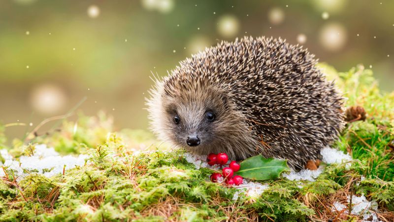 hedgehog, snow, winter, 5K (horizontal)