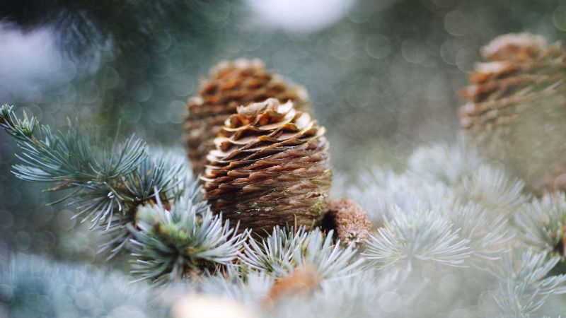 Pine cone, Bing, Microsoft, 5K (horizontal)