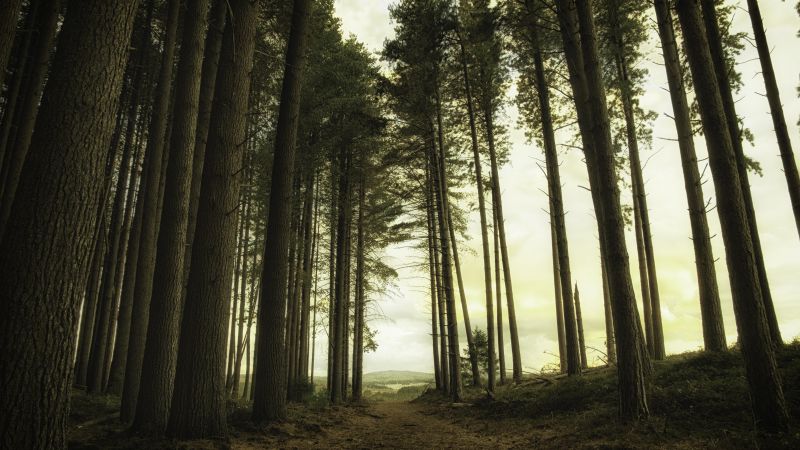 forest, green, light, 5K (horizontal)