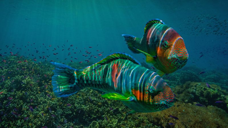 fish, underwater, ocean, 8K (horizontal)