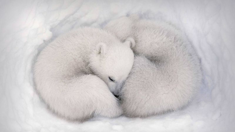 white bear, white, bear, cute animals, HD (horizontal)