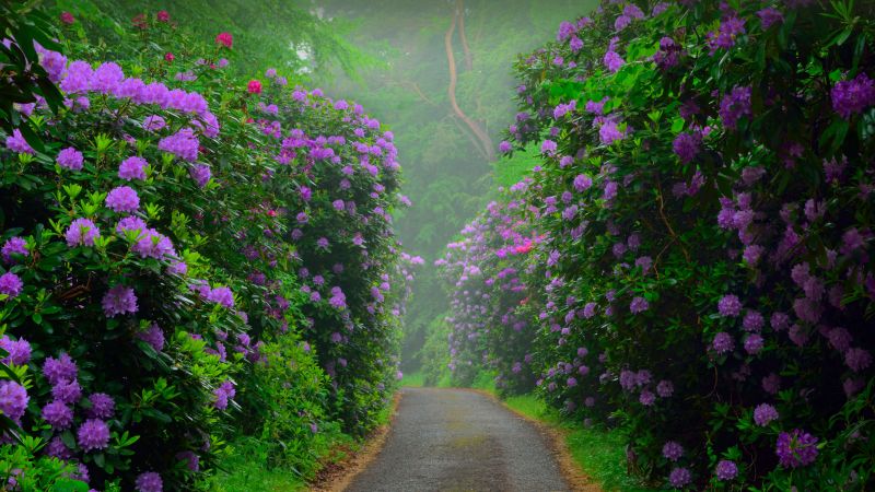 flower, pink, bush, 8K (horizontal)