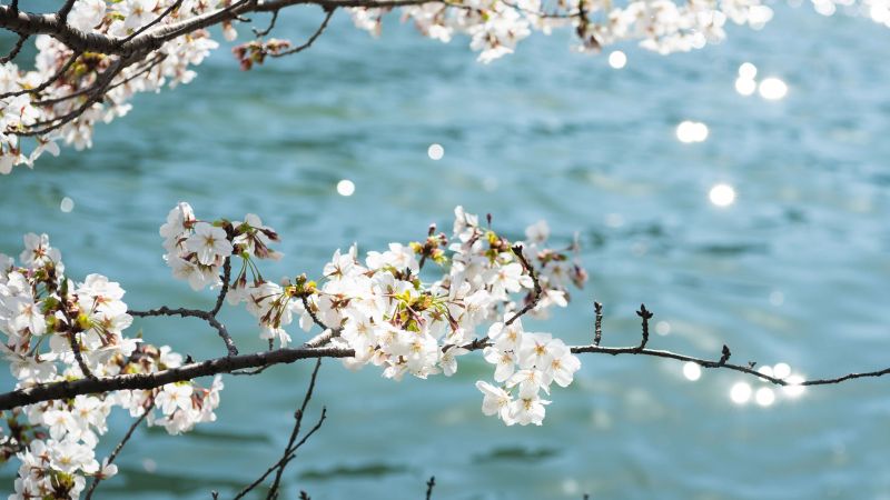 flower, tree, blue, white, 4K (horizontal)