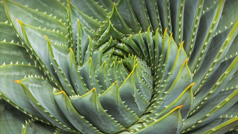 aloe, green, 4K (horizontal)