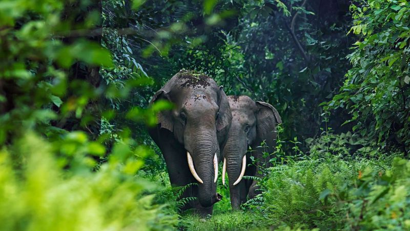 elephant, cute animals, jungle, 4K (horizontal)