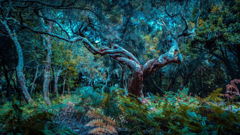 jungle, forest, trees, green, dark, 5K (horizontal)