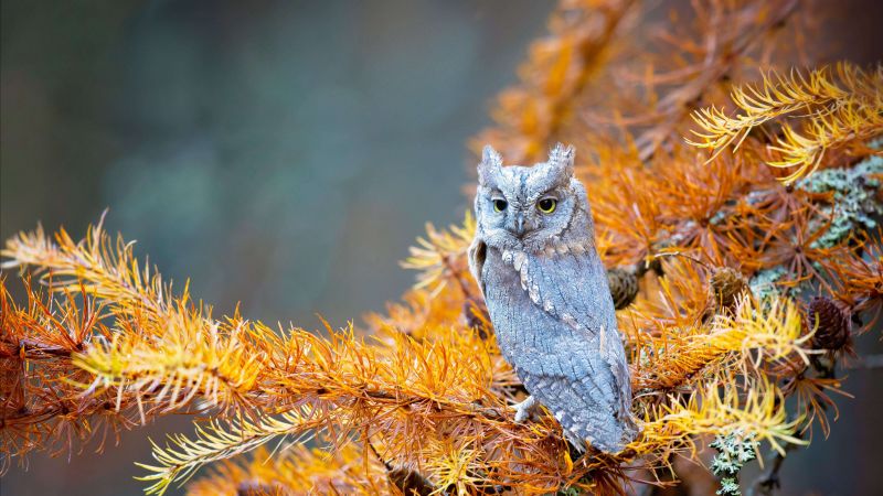 owl, cute animals, 4K (horizontal)