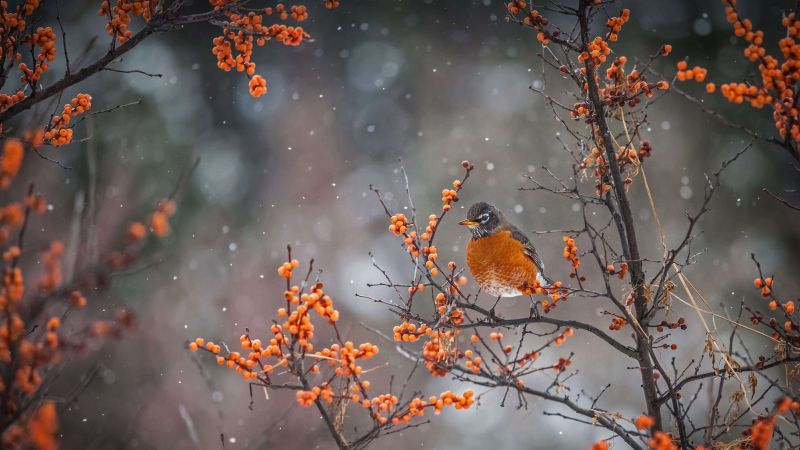 American Robin, winter, snow, trees, fog, 4K (horizontal)