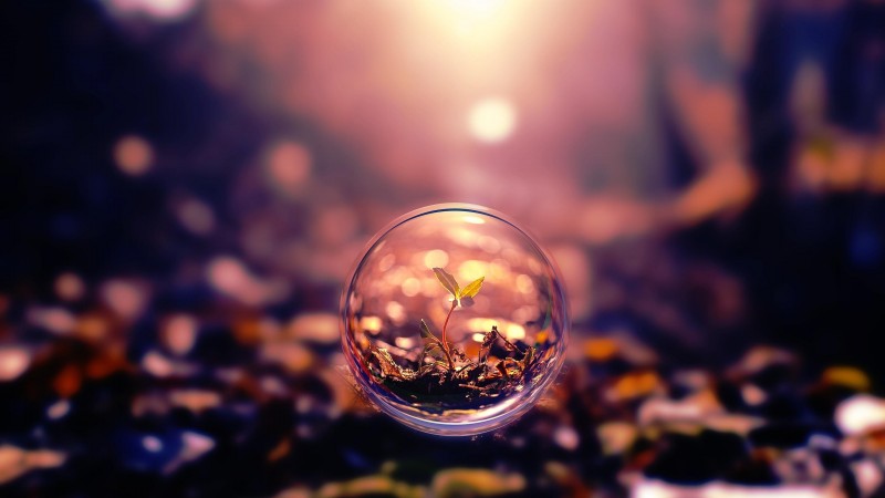 sphere, 4k, HD wallpaper, background, sunset, transparent, plant (horizontal)