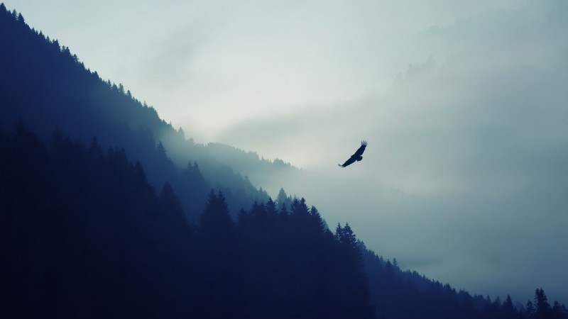 forest, 5k, 4k wallpaper, fog, eagle, landscape, wallpaper (horizontal)