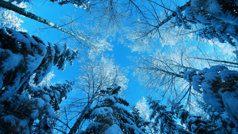 winter, 5k, 4k wallpaper, forest, fir-tree, snow, winter (horizontal)