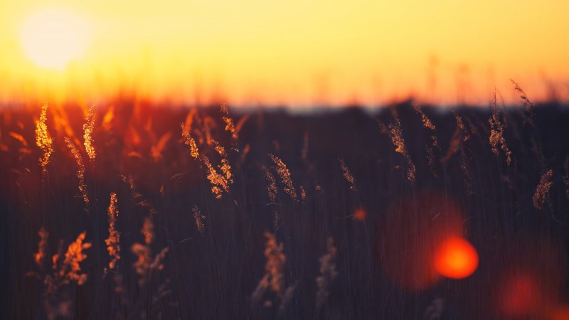 Field, 5k, 4k wallpaper, HD, sunset, grass (horizontal)